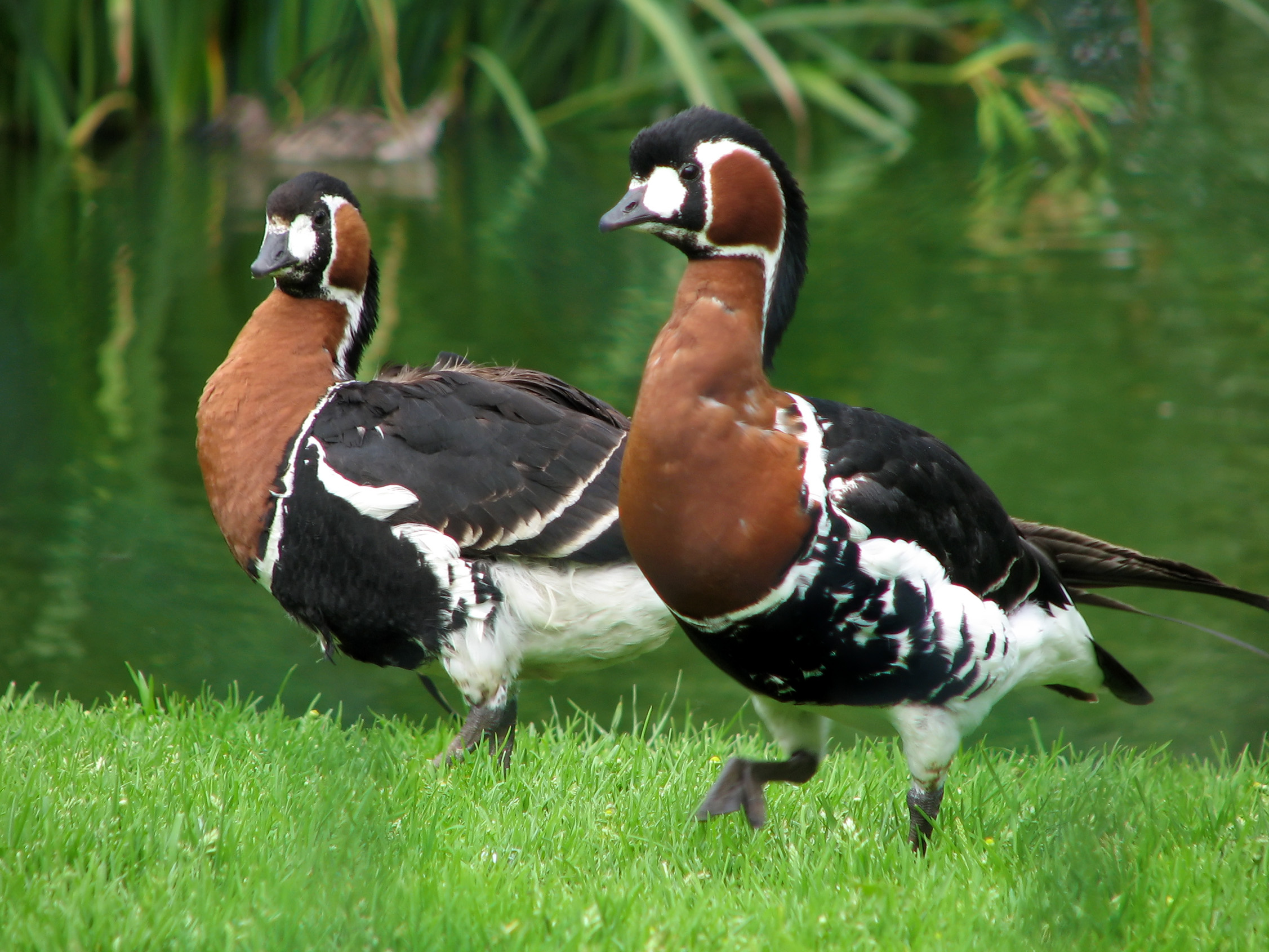 Chester zoo red breasted goose 512