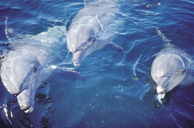Обикновен делфин (Delphinus delphis) Delphinus delphis