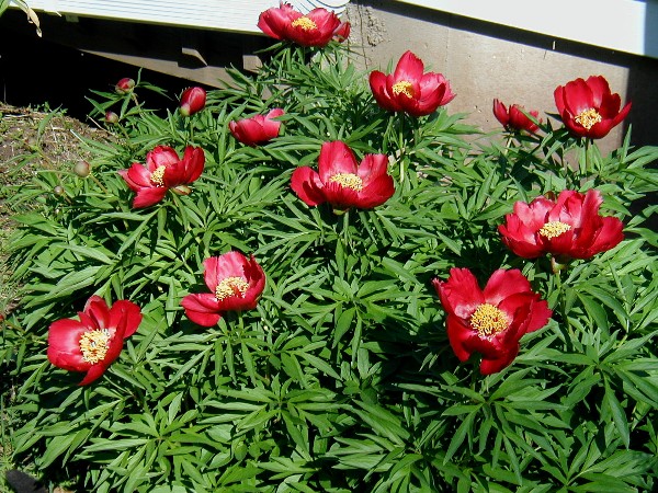 Paeonia tenuifolia